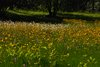 Midtsverige_0315