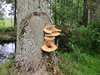 Midtsverige_0628