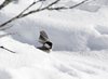 Mysuseter_0033