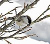 Mysuseter_0032