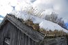 Mysuseter_0037