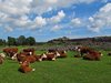 Øland_0231