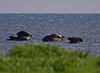Øland_0092