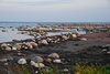 Øland_0145