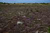Øland_0049