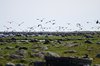 Øland_0117