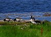 Øland_0090