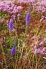 Øland_0055a