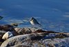 Øland_0143