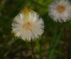 Sydfyn_0048
