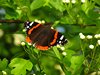 Sydfyn_0115