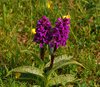 Sydfyn_0103