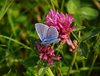 Sydfyn_0100