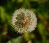Sydfyn_0139