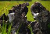 Sydfyn_0056