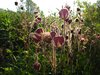 Sydfyn_0136