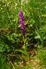 Sydfyn_0045