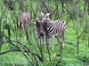 Afrika_2012 (83)