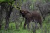 Afrika_2012 (86)