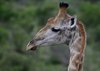 Afrika_2012 (129)