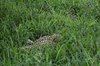 Afrika_2012 (170)