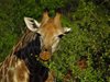Afrika_2012 (138)