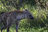 Afrika_2012 (137)