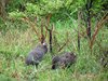 Afrika_2012 (71)