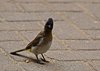 Afrika_2012 (150)