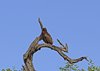Afrika_2012 (139)