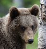 Finland_Bears (30)
