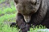 Finland_Bears (34)