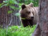 Finland_Bears (13)