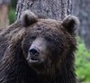 Finland_Bears (36)