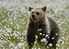 Finland_Bears (54)