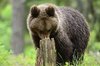 Finland_Bears (38)
