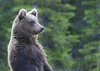 Finland_Bears (69)