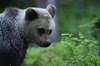 Finland_Bears (32)