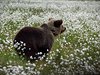 Finland_Bears (56)