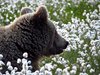 Finland_Bears (72)