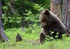 Finland_Bears (27)