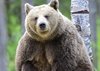 Finland_Bears (24)