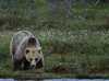 Finland_Bears (51)