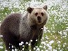Finland_Bears (55)