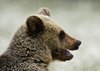 Finland_Bears (59)