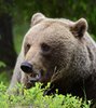 Finland_Bears (16)