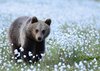 Finland_Bears (70)