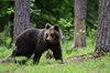 Finland_Bears (21)