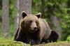 Finland_Bears (10)