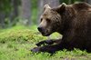 Finland_Bears (17)